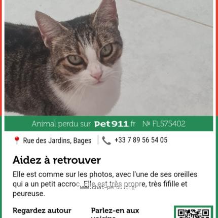 Foto 1/1 Princesse Chat perdido en Bages