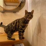 Foto del gato perdido en Verrieres Le Buisson