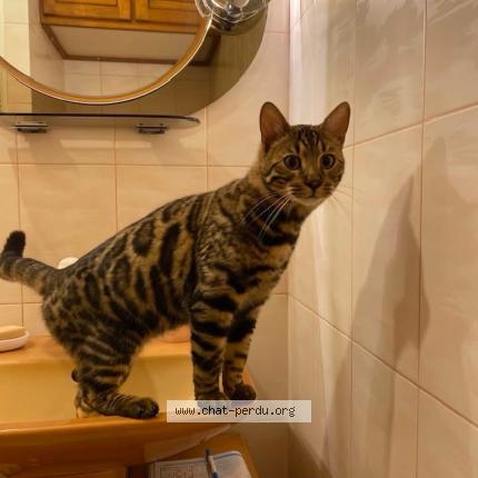 Foto 1/1 Asland Chat perdido en Verrieres le buisson