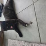 Foto del gato perdido en Chasselay