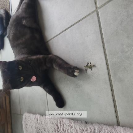 Foto 1/1 GANDJA Chat perdido en Chasselay