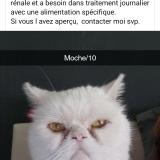 Foto del gato perdido en Pamiers