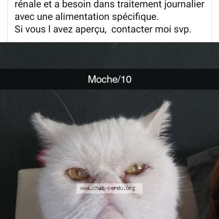 Foto 1/1 Hibou Chat perdido en Pamiers