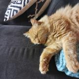 Foto del gato perdido en St Julien D Eymet