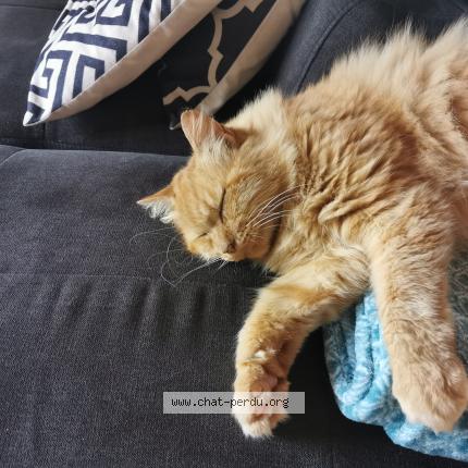 Foto 1/1 Garfield Chat perdido en St julien d eymet