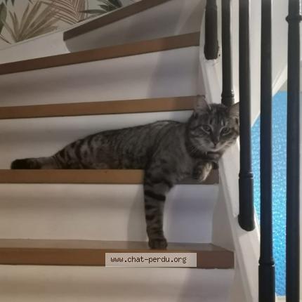 Foto 1/1 Gaya Chat perdido en Mulhouse