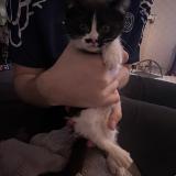 Foto del gato perdido en Annoeulin