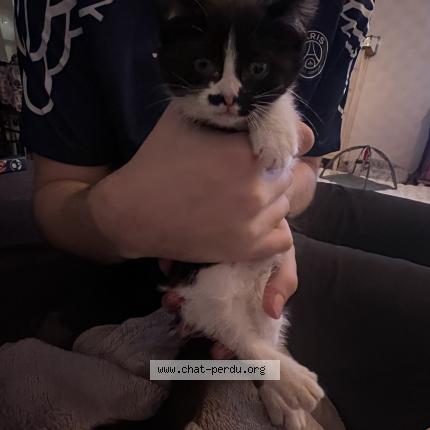 Foto 1/1 Simba Chat perdido en Annoeulin