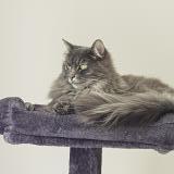 Foto del gato perdido en Merignac