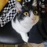 Foto del gato perdido en Saint Pierre La Roche