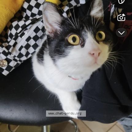 Foto 1/1 Jazz Chat perdido en Saint pierre la roche