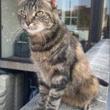 Foto del gato perdido en Sartrouville