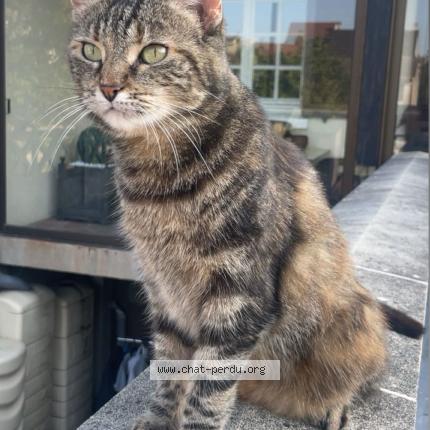 Foto 1/1 Princesse Chat perdido en Sartrouville