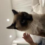 Foto del gato perdido en Toulon