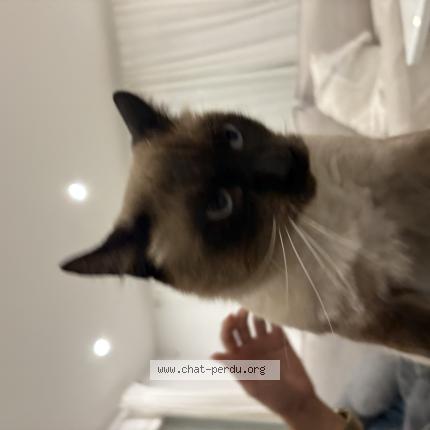 Foto 1/1 Chatoune Chat perdido en Toulon