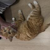 Foto de gato encontrado en Saint Medard En Jalles