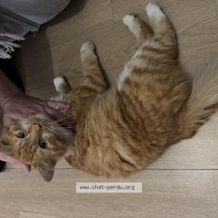 Foto 1/1 Gato encontrado Encontrado en Saint medard en jalles