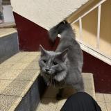 Foto de gato encontrado en Auxerre