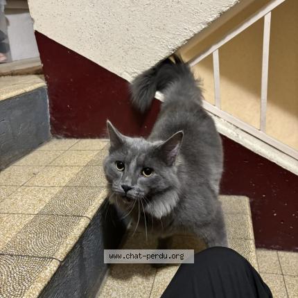 Foto 1/1 Gato encontrado Encontrado en Auxerre