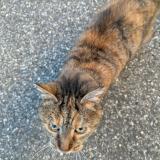 Foto de gato encontrado en Odars