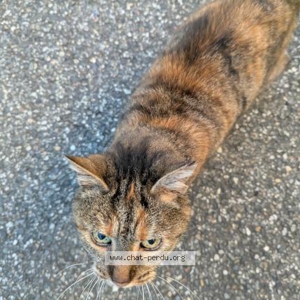 Foto 1/1 Gato encontrado Encontrado en Odars