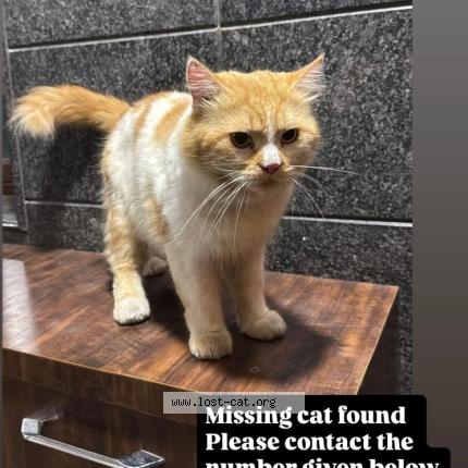 Foto 1/1 Gato encontrado Encontrado en Ambur