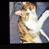 Foto del gato perdido en Villette D Anthon