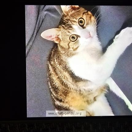 Foto 1/1 Rizk Chat perdido en Villette d anthon