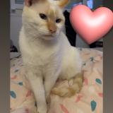 Foto del gato perdido en Auchel