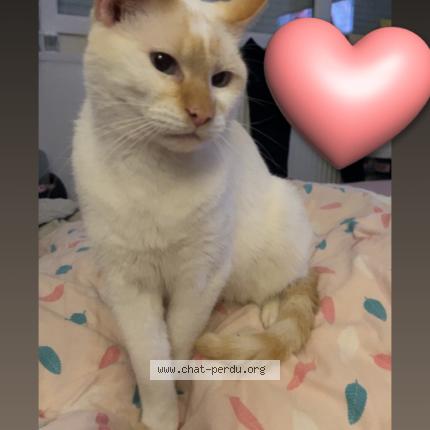 Foto 1/1 Crotin Chat perdido en Auchel