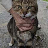 Foto del gato perdido en Waziers