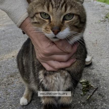 Foto 1/1 Gribouille Chat perdido en Waziers