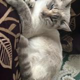 Foto del gato perdido en Pamiers