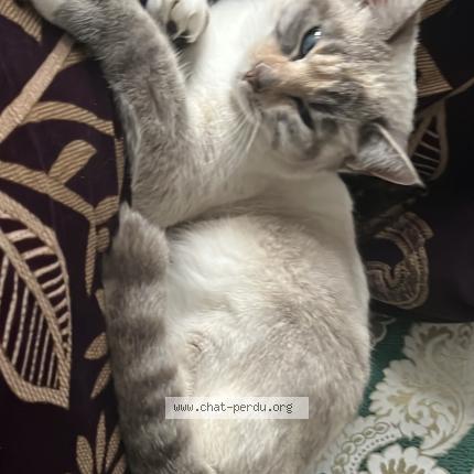 Foto 1/1 Fukun Chat perdido en Pamiers