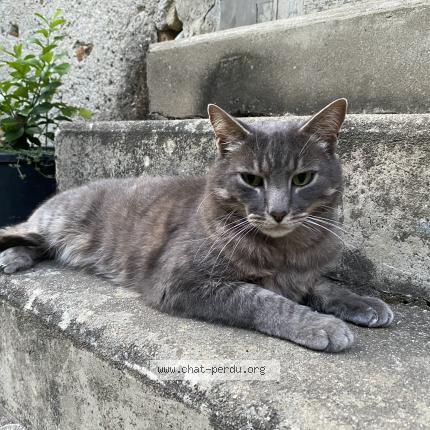 Foto 1/1 Sherkaan Chat perdido en Le lion d angers