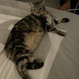 Foto del gato perdido en Mandelieu La Napoule