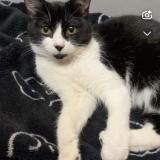 Foto de gato encontrado en Marignane