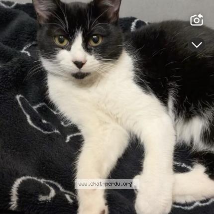 Foto 1/1 Gato encontrado Encontrado en Marignane