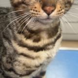 Foto del gato perdido en Carrieres Sous Poissy