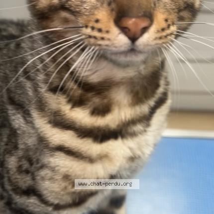 Foto 1/1 Booba Chat perdido en Carrieres sous poissy