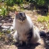 Foto del gato perdido en Ovalle