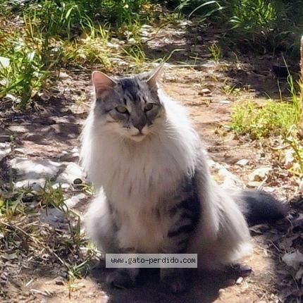 Foto 1/1 Ludo Chat perdido en Ovalle