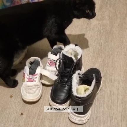 Foto 1/1 Reglisse Chat perdido en Angouleme