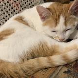 Foto del gato perdido en Terrebonne