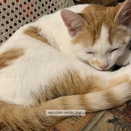 Foto 1/1 Ti-gars Chat perdido en Terrebonne