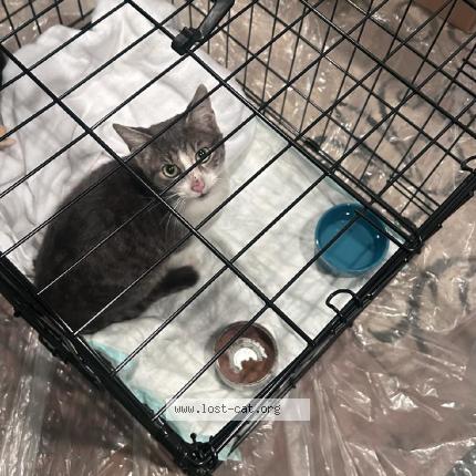 Foto 1/1 Gato encontrado Encontrado en Birmingham