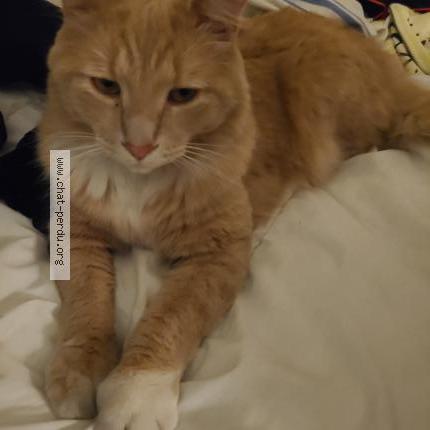 Foto 1/1 Caramel Chat perdido en Montreal est