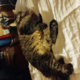 Foto del gato perdido en Ingle Farm