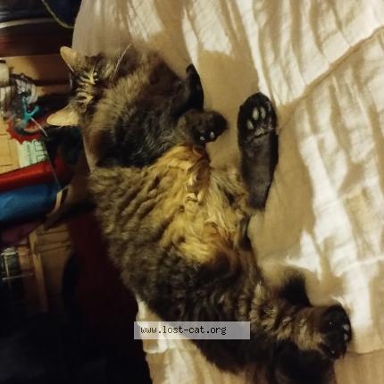 Foto 1/1 Discord Chat perdido en Ingle farm