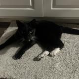 Foto del gato perdido en Ventura